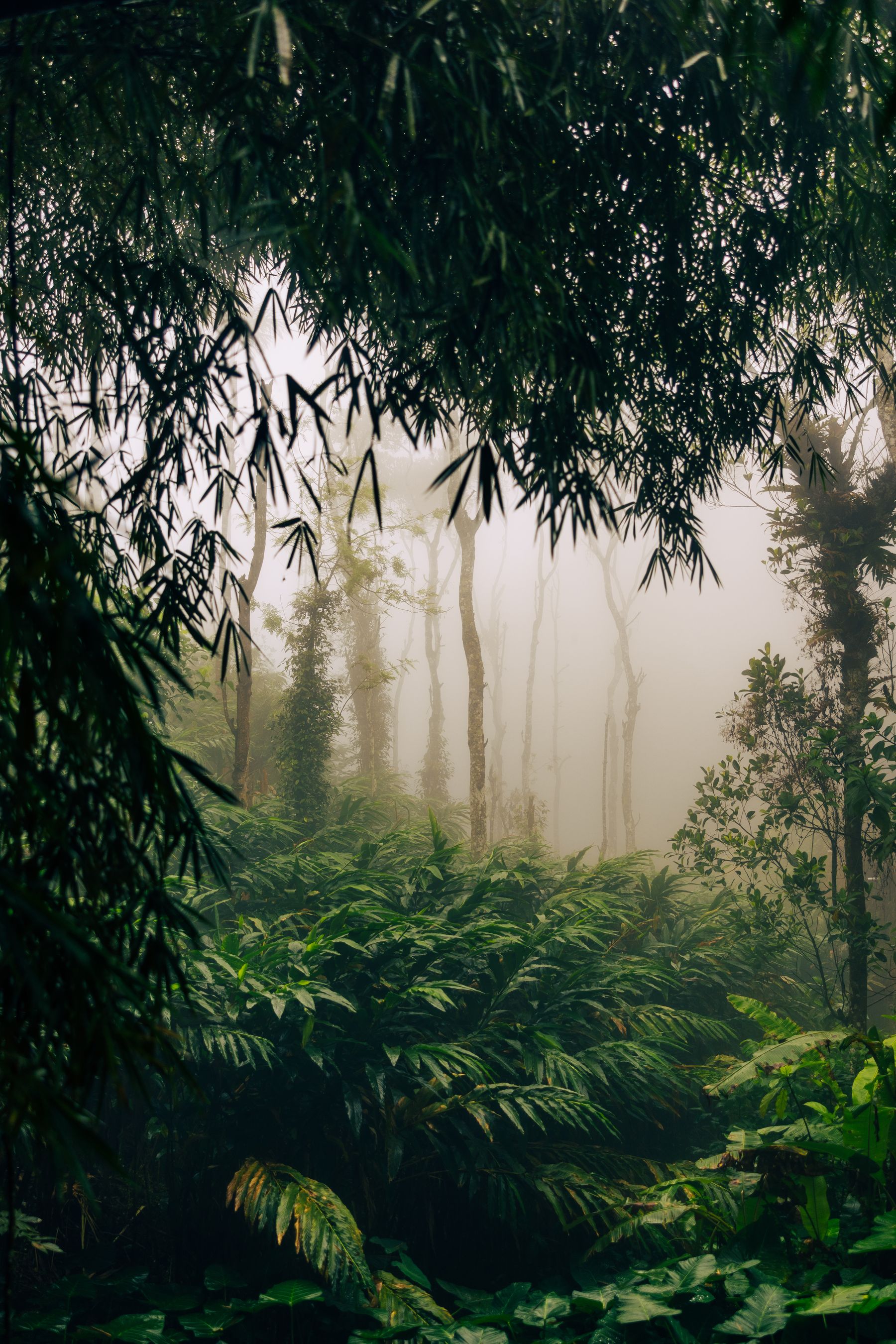 Mistic Forest, A Peek (Portrait)